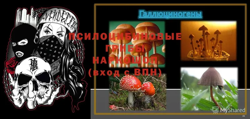 Галлюциногенные грибы Psilocybe Тосно