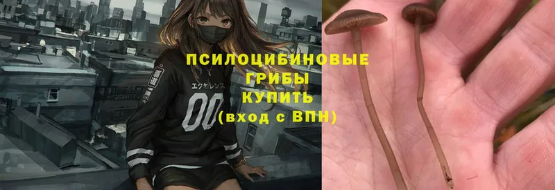 где найти наркотики  Тосно  omg зеркало  Псилоцибиновые грибы Psilocybe 